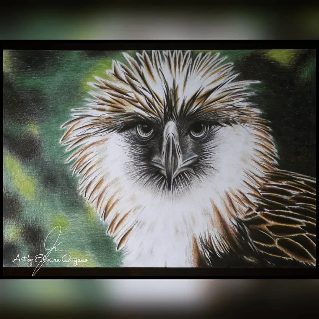 Philippine Eagle